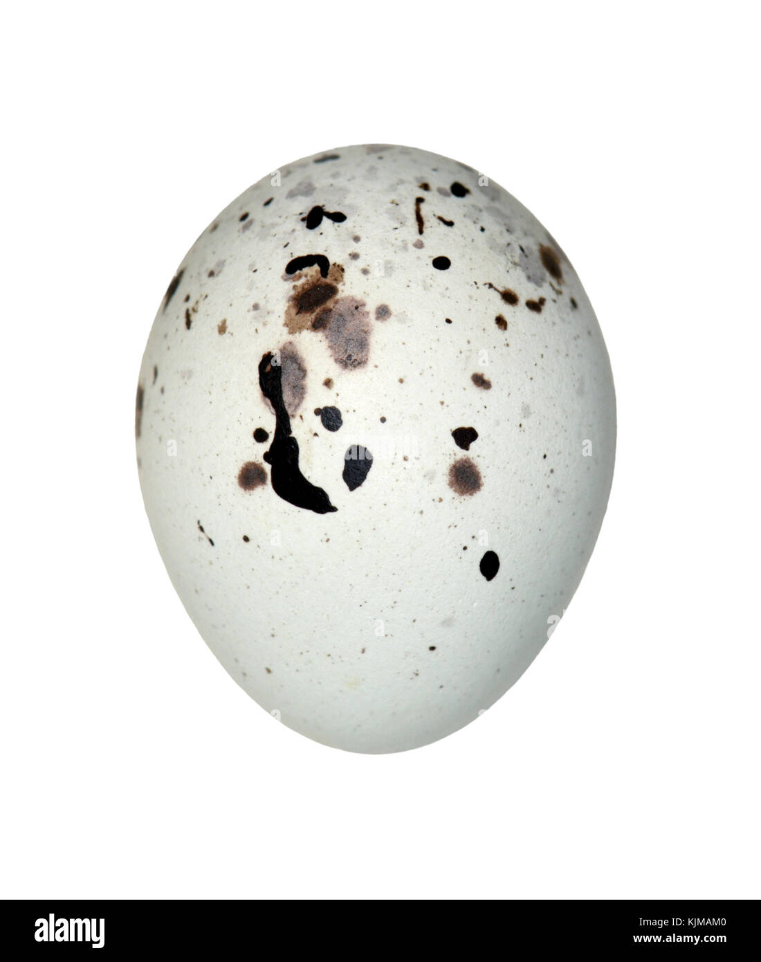 - Pyrrhula pyrrhula Bouvreuil Banque D'Images