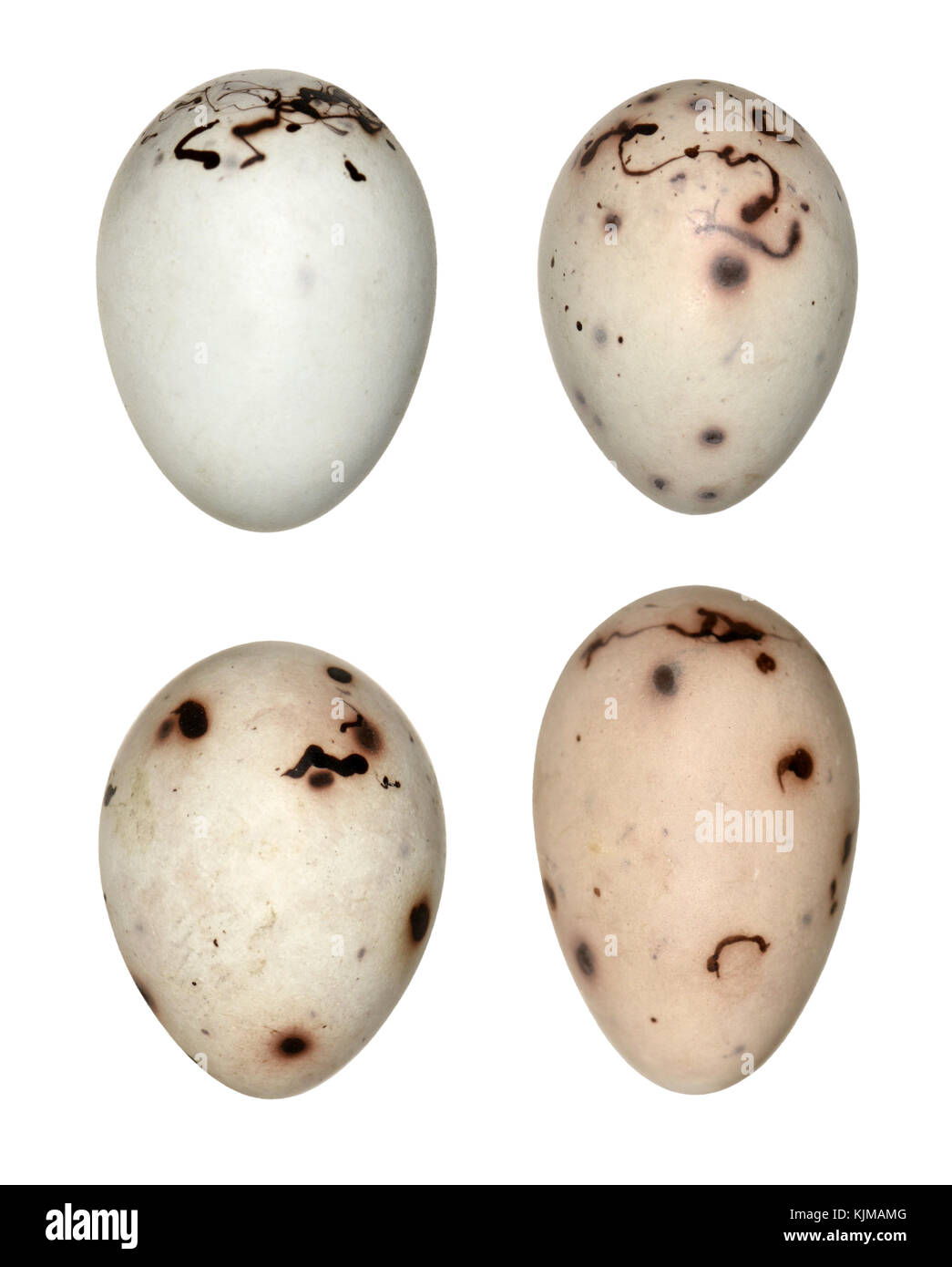 - Fringilla coelebs chaffinch Banque D'Images