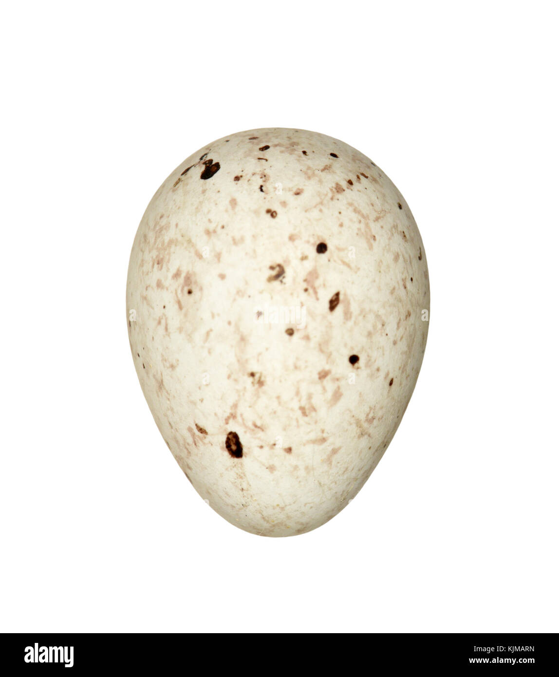 - Carduelis chloris greenfinch Banque D'Images