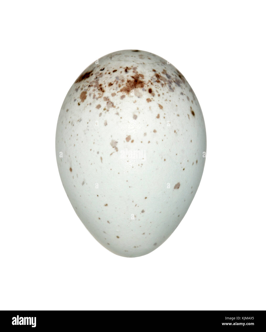 - Acanthis cannabina linnet Banque D'Images