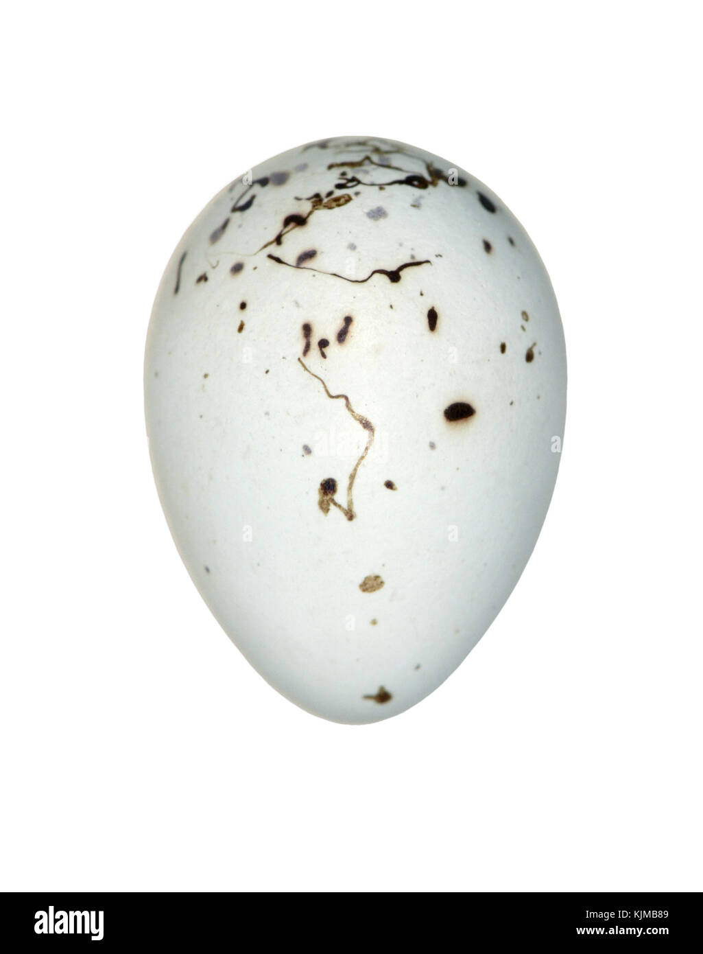 - Carduelis flavirostris twite Banque D'Images