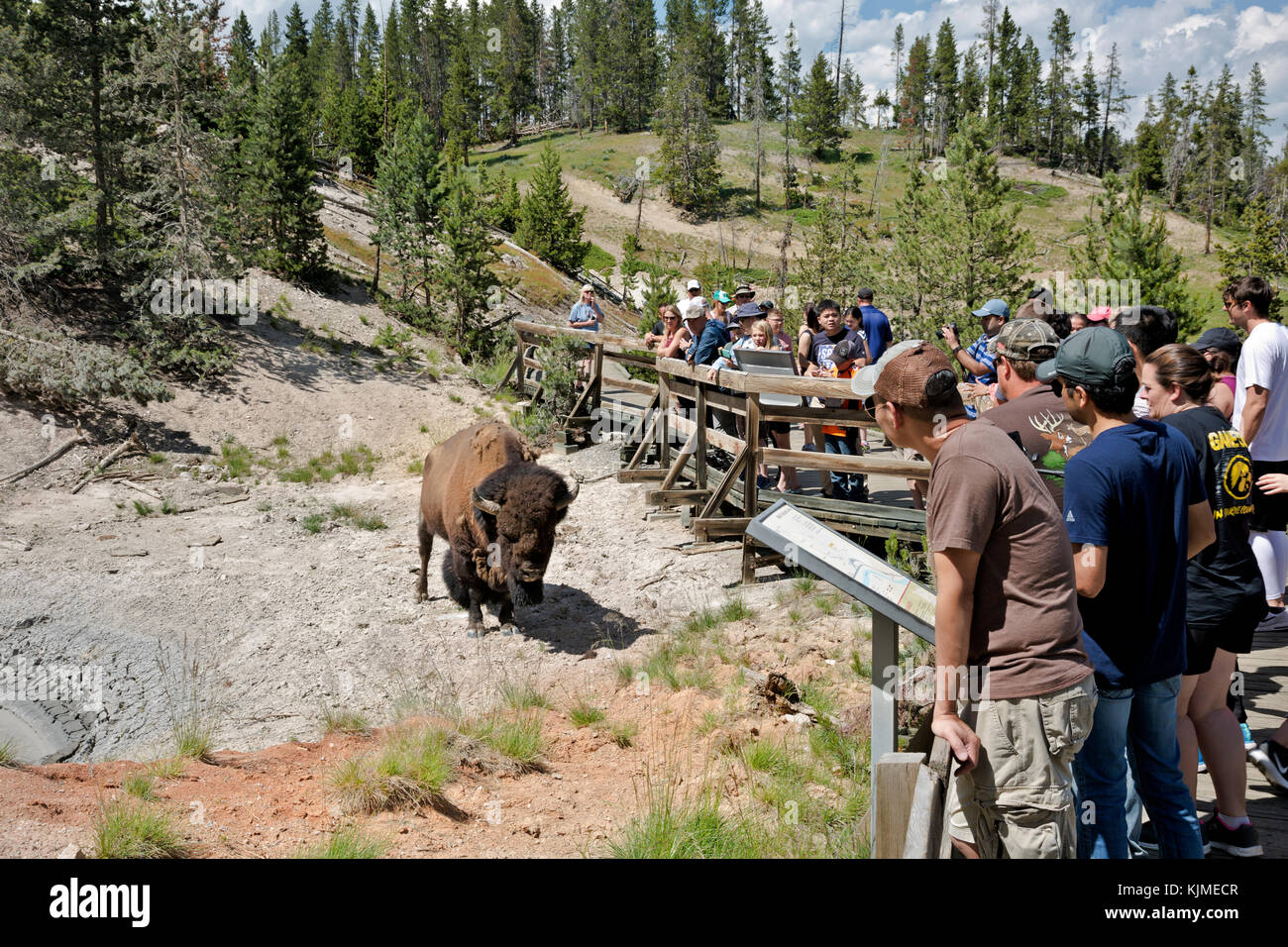 Wy02650-00...wyoming - les touristes à la recherche de bisons dans la région du volcan de boue de parc national de Yellowstone. Banque D'Images