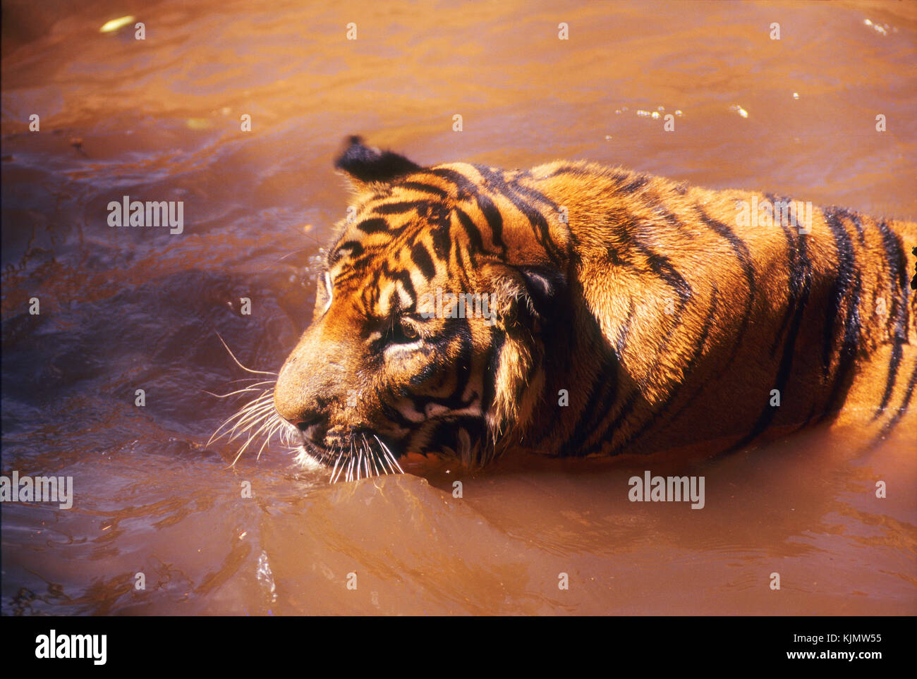 Tigre, le plus grand chat dans le monde Banque D'Images