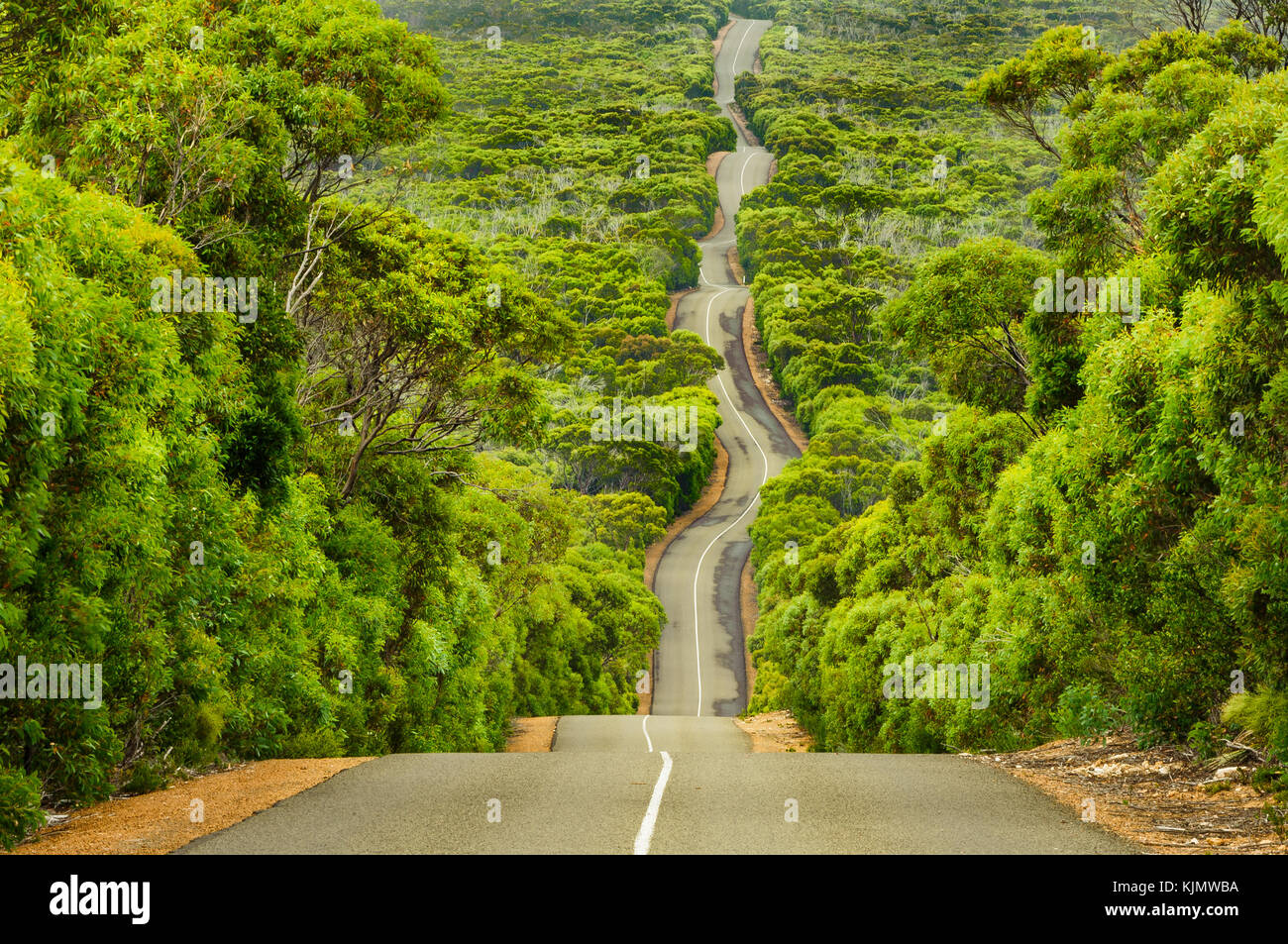 Route à travers la forêt d'eucalyptus dense sur Kangaroo Island. Banque D'Images