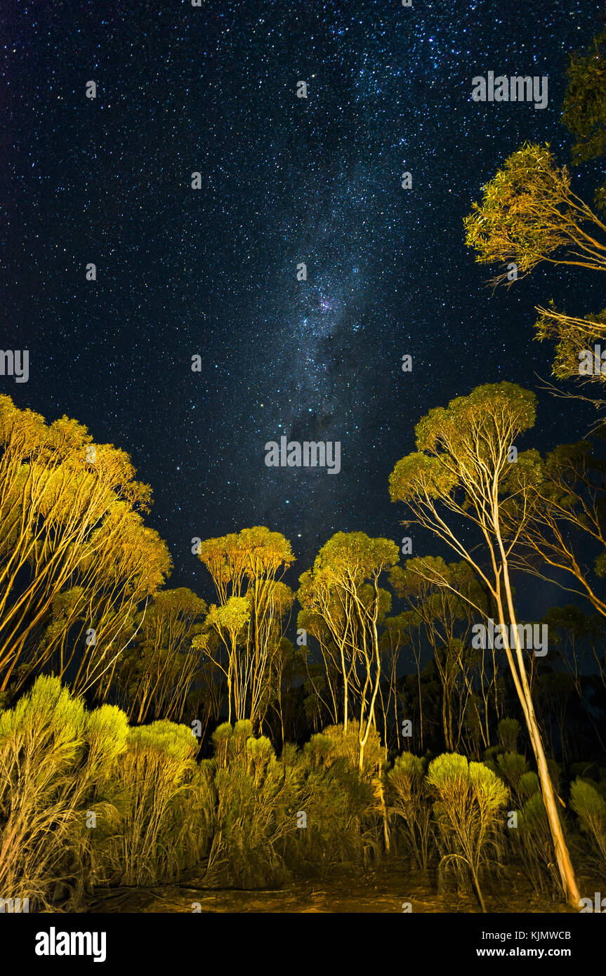 Plus de stars avec Nightsky forêt de Mallee. Banque D'Images
