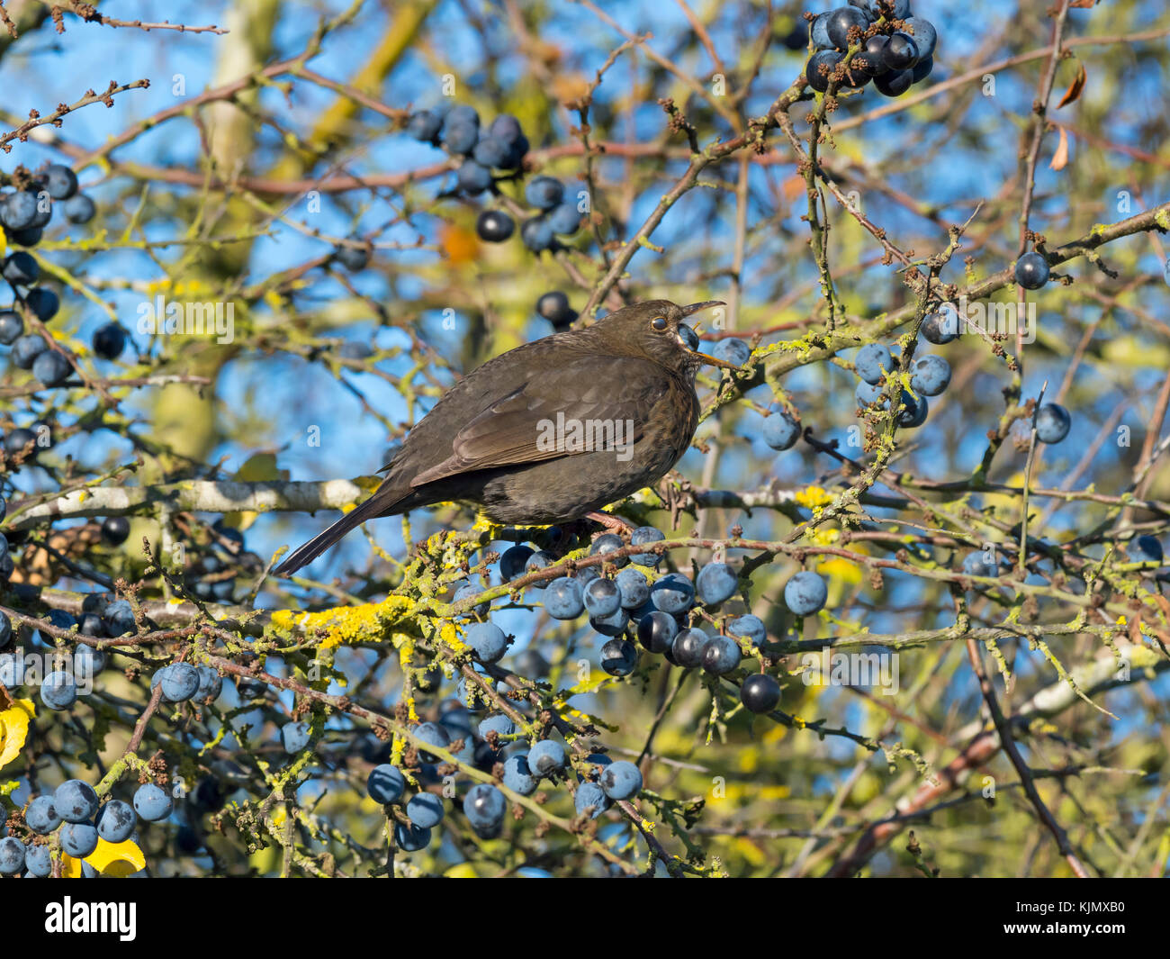 Merle noir Turdus merula alimentation femelle sur la prunelle des baies au prunellier hedge Norfolk Banque D'Images