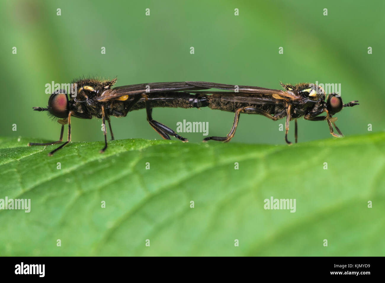 L'accouplement à cornes légionnaire noir (Soldierflies fuscipes Three Wells) sur des feuilles de fougères. Cahir, Tipperary, Irlande. Banque D'Images