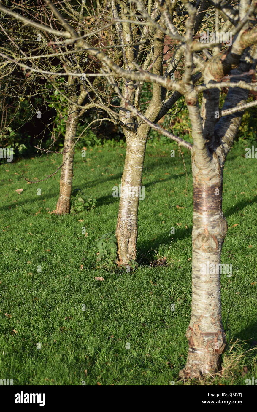Une ligne droite de jardin d'arbres fruitiers dans l'hiver Banque D'Images