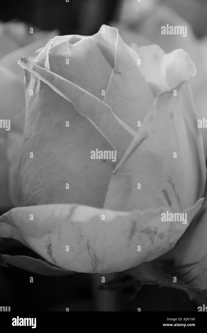 Belle rose avec optique surexposées en noir et blanc Banque D'Images