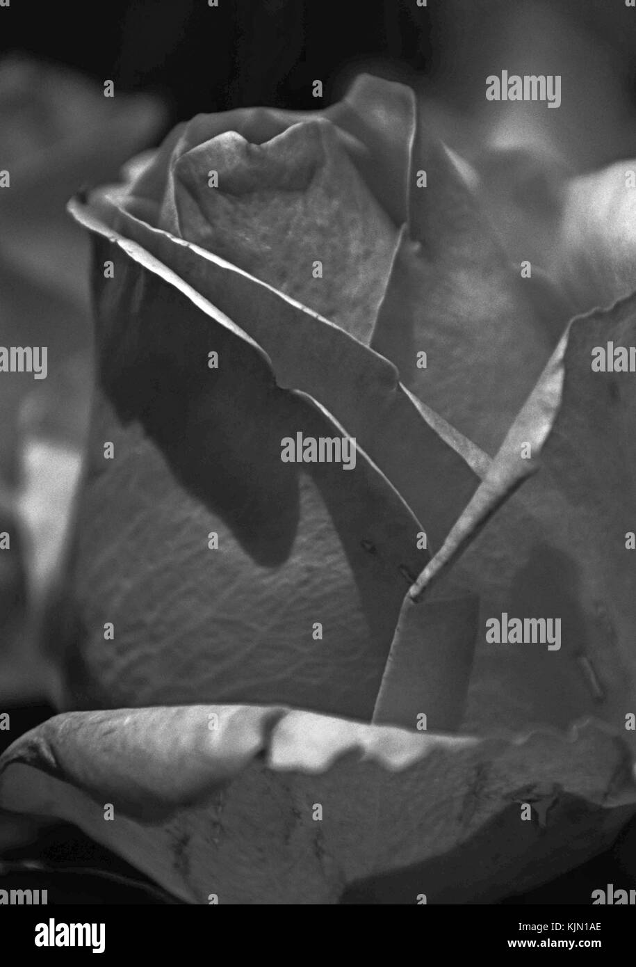 Impressions noir et blanc d'une rose Banque D'Images