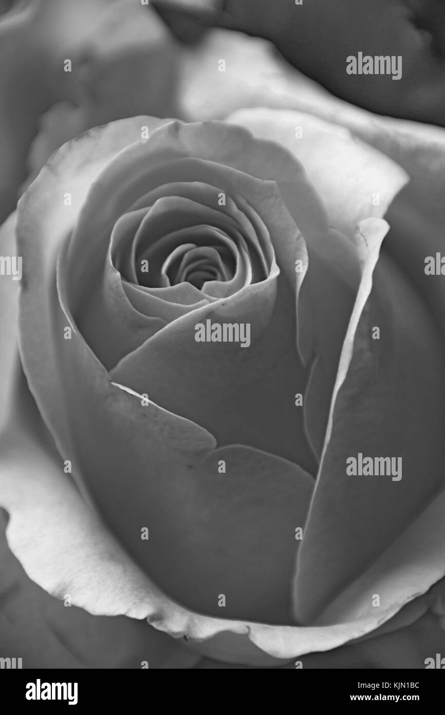 Impressions noir et blanc d'une rose Banque D'Images