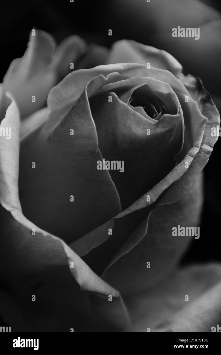 Rose en noir et blanc avec des contrastes forts Banque D'Images
