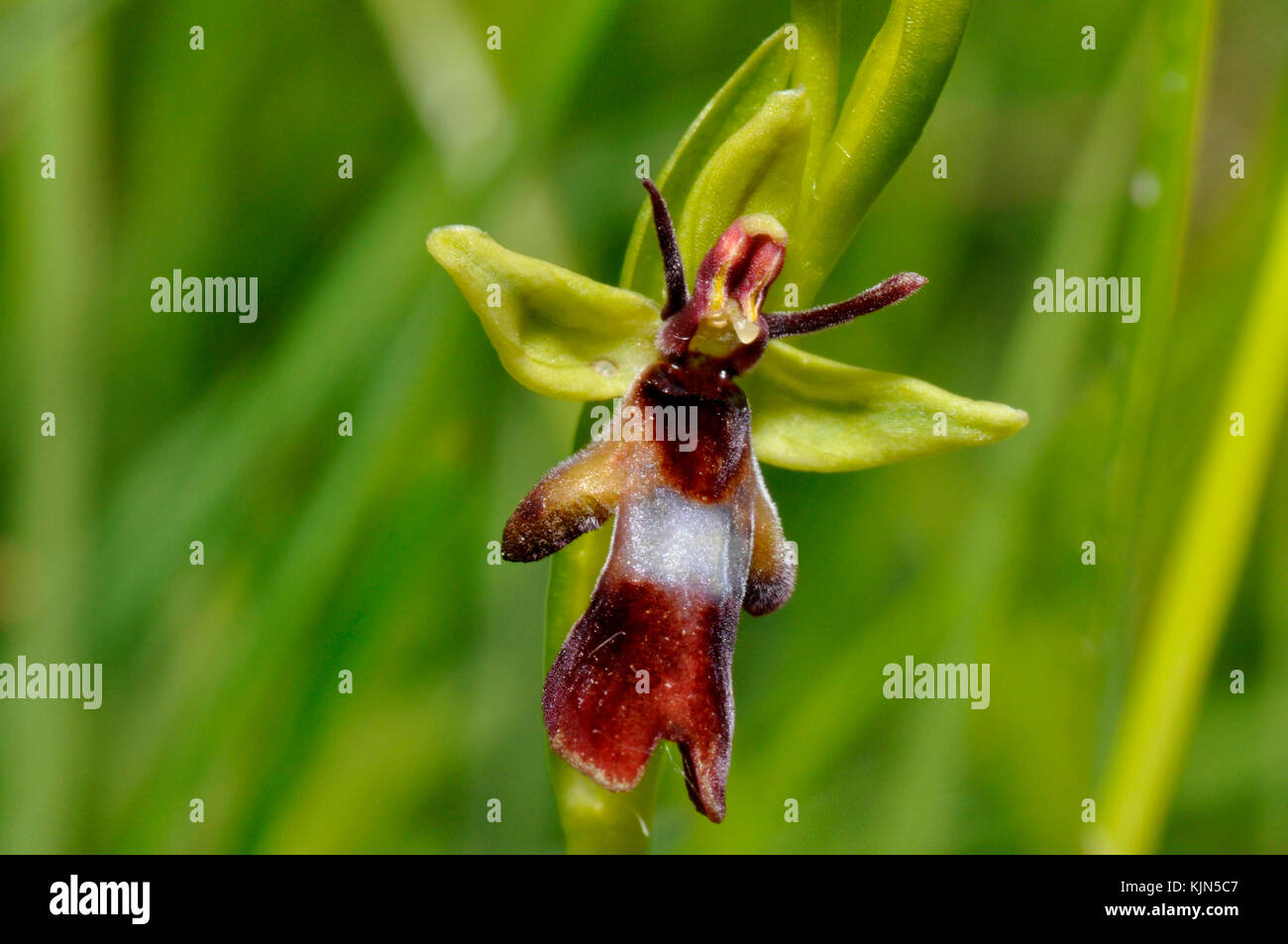 Orchid de mouche 'Ophrys insectifera' de près, pousse sur un sol calcaire, fleurs mai et juin, orchidée, vulnérable, Wiltshire, Royaume-Uni, Banque D'Images