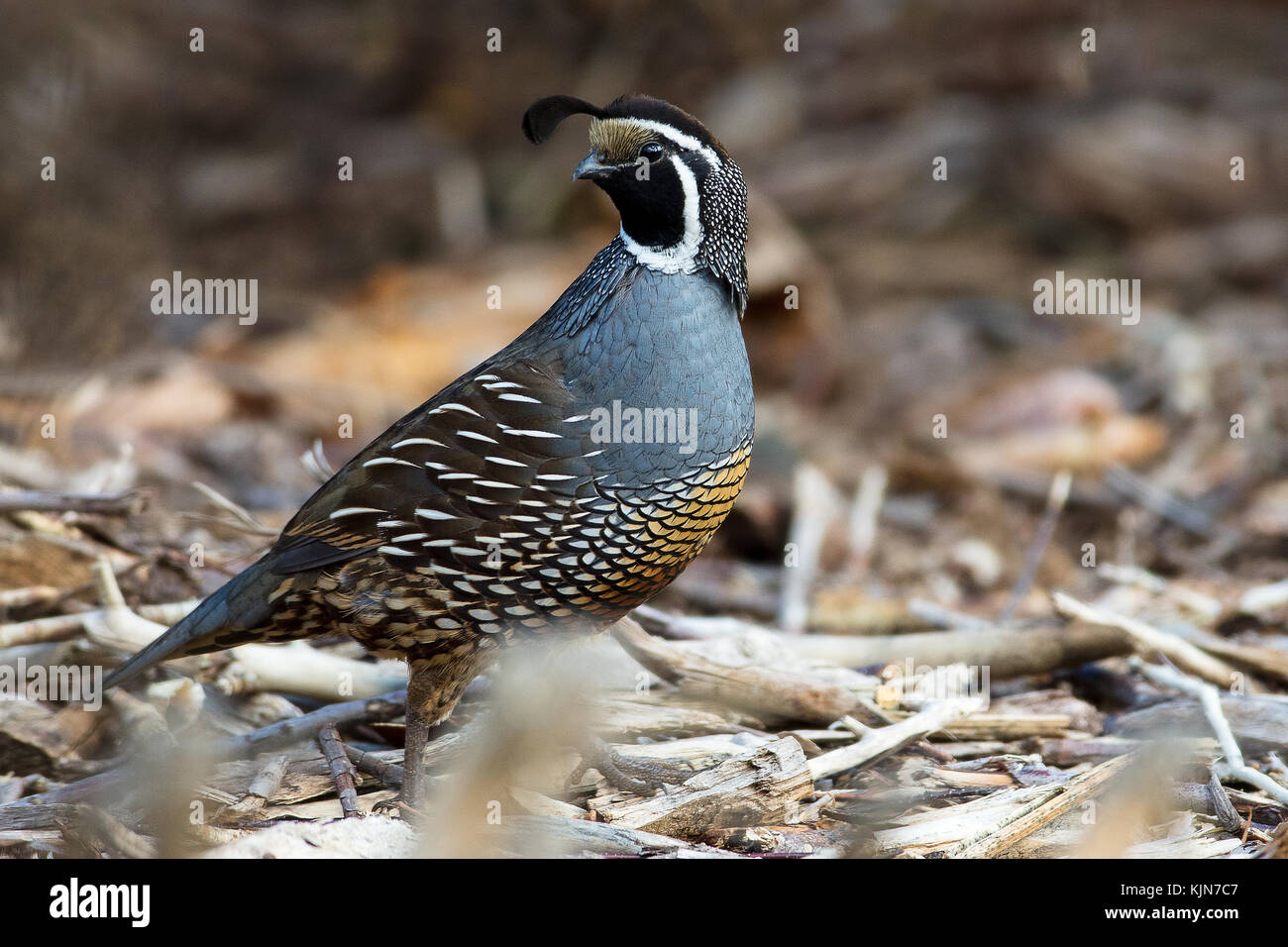 Un mâle California Quail à Los Altos Hills, Californie Banque D'Images
