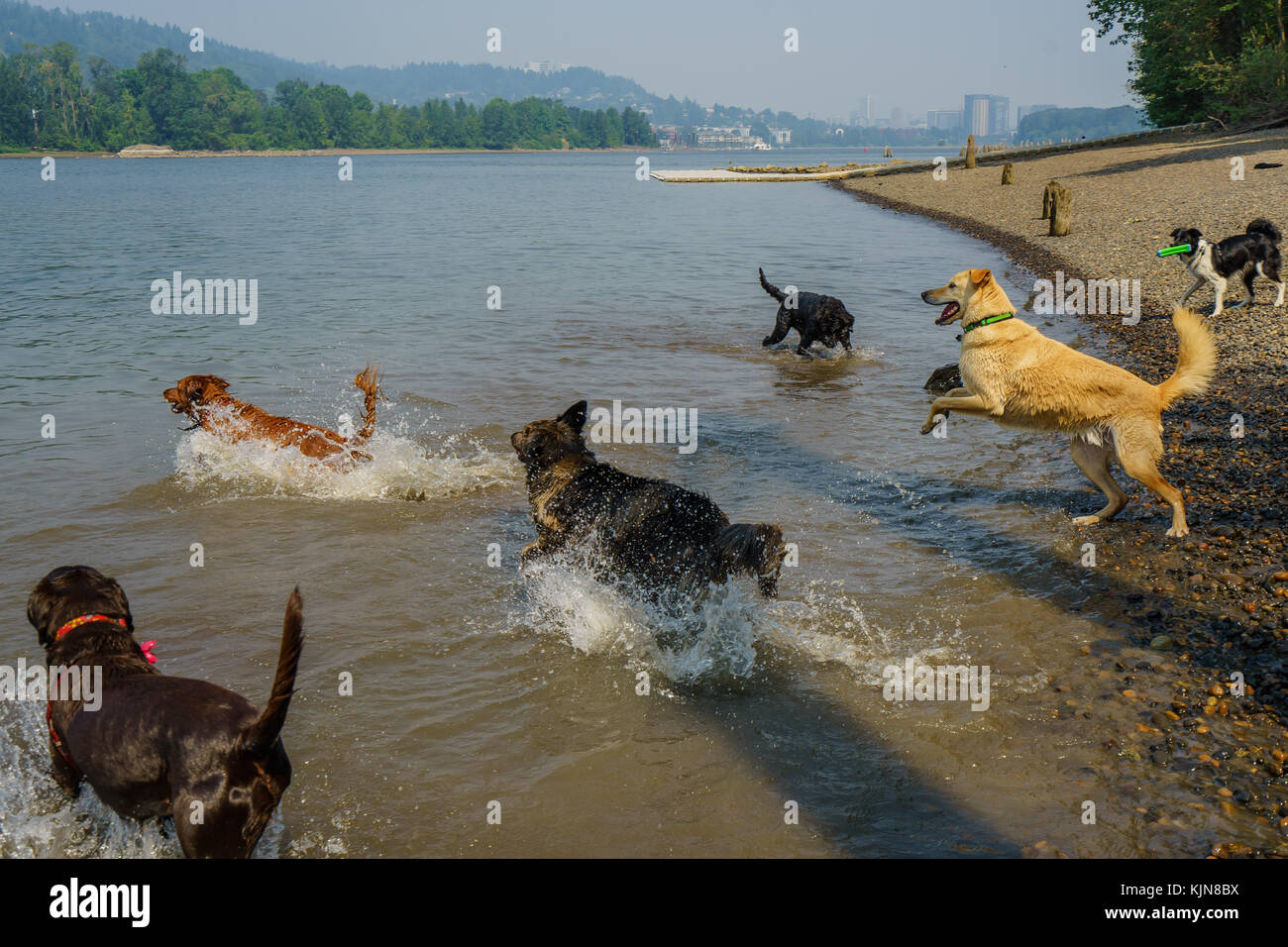 Les chiens veulent simplement s'amuser dans la rivière Banque D'Images