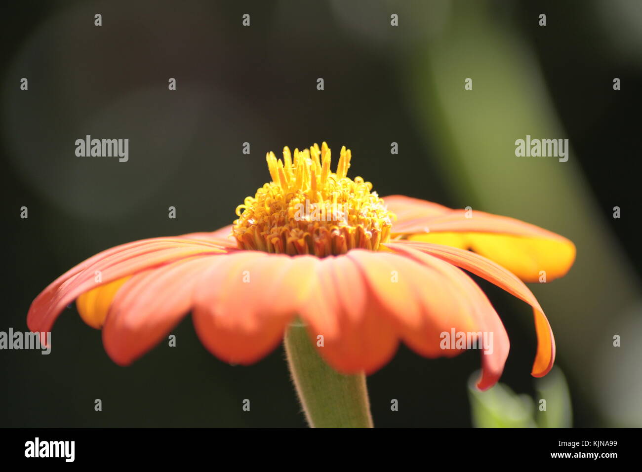 Bug, fleur, nature, insecte, Bumblebee, abeille, pollen, pétale, abîme, pollinisation, Banque D'Images