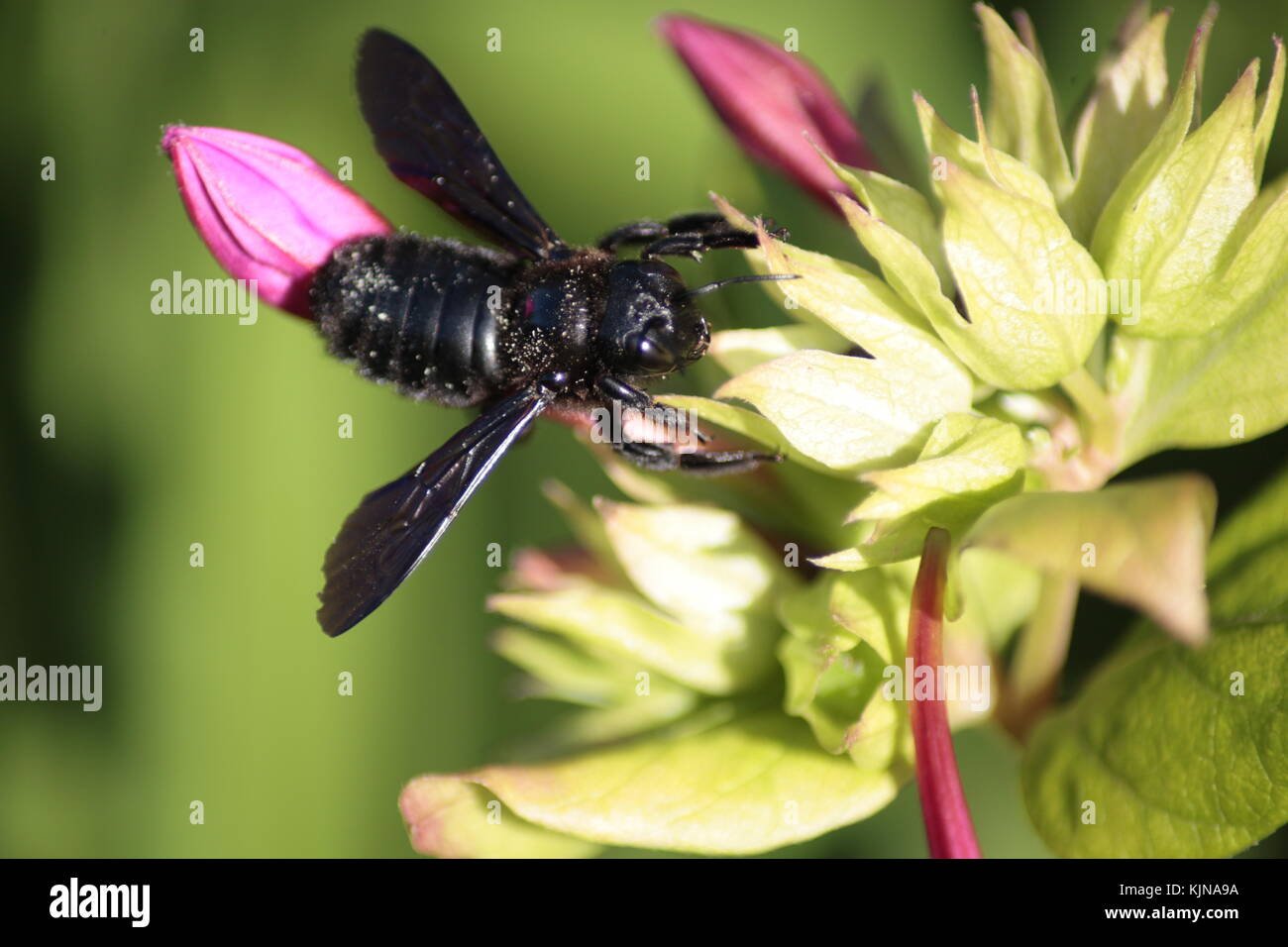 Bug, fleur, nature, insecte, Bumblebee, abeille, pollen, pétale, abîme, pollinisation, Banque D'Images