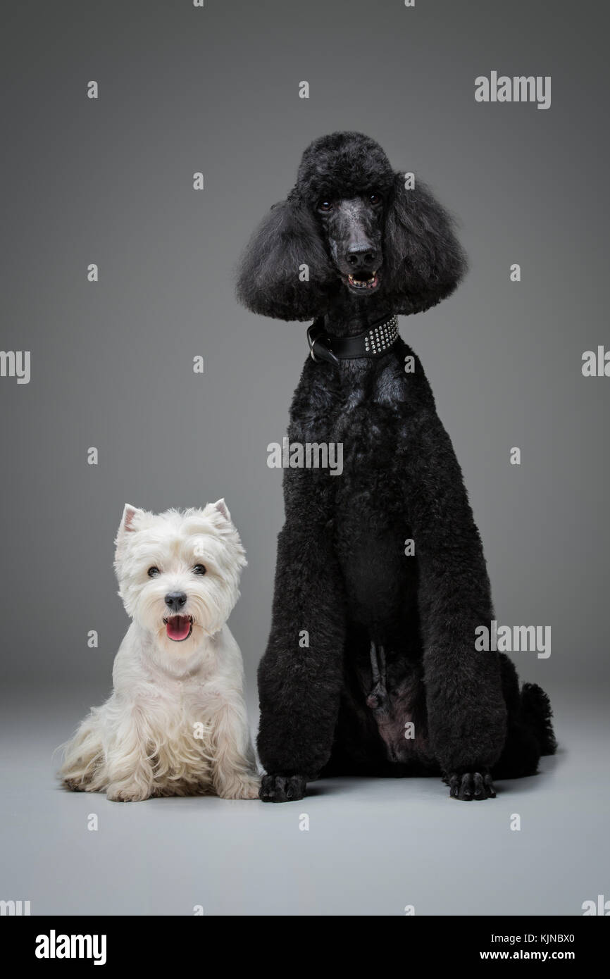 Beau caniche noir et westie chiens sur fond gris Banque D'Images