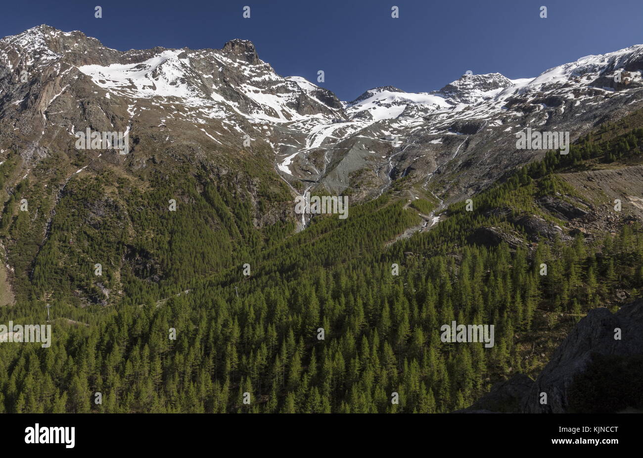 Bois de mélèze sur les pentes de Plattenhorn, au-dessus de Saas Fee, Alpes suisses. Banque D'Images