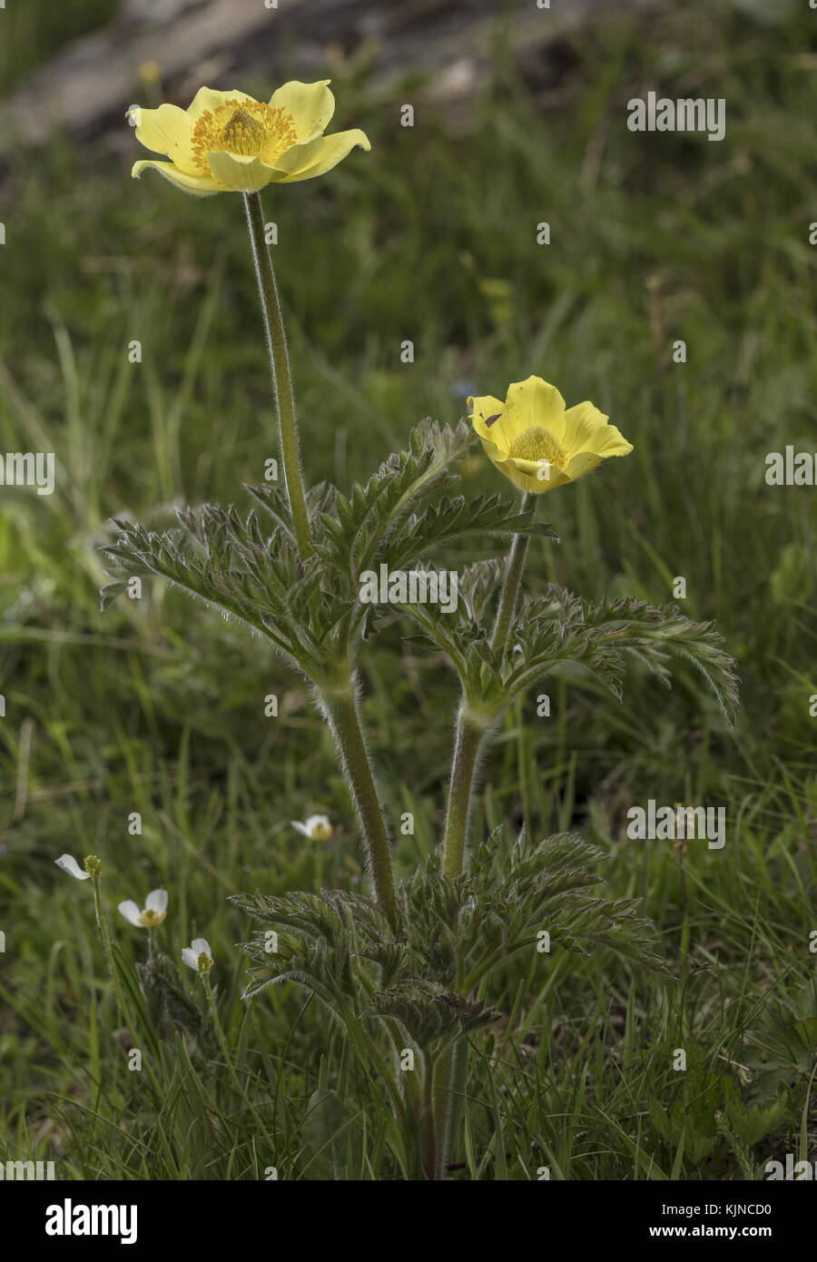Pasqueflower alpin jaune, Pulsatilla alpina ssp apiifolia, en fleur dans les Alpes suisses. Banque D'Images
