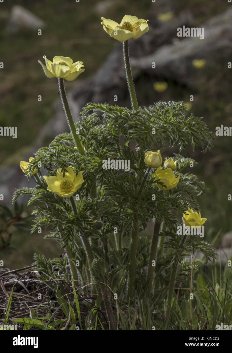 Pasqueflower alpin jaune, Pulsatilla alpina ssp apiifolia, en fleur dans les Alpes suisses. Banque D'Images