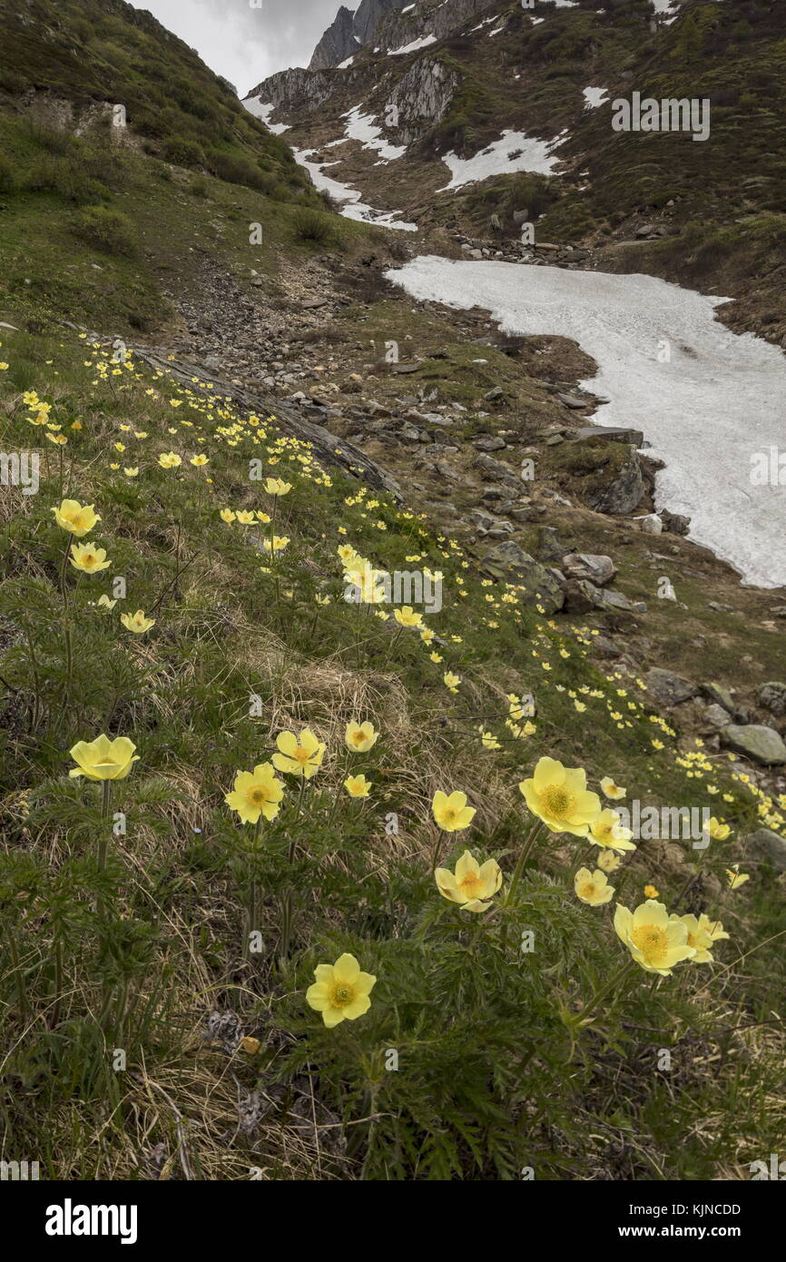 Masses de Pasqueflower alpin jaune, Pulsatilla alpina ssp apiifolia, en fleur dans un ravin neigeux, dans les Alpes suisses. Banque D'Images