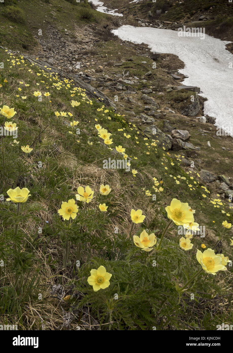 Masses de Pasqueflower alpin jaune, Pulsatilla alpina ssp apiifolia, en fleur dans un ravin neigeux, dans les Alpes suisses. Banque D'Images