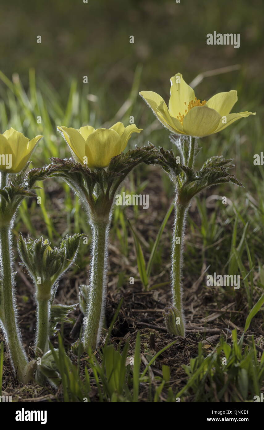 Pasqueflower alpin jaune, Pulsatilla alpina ssp apiifolia, en fleur dans les Alpes suisses. Banque D'Images