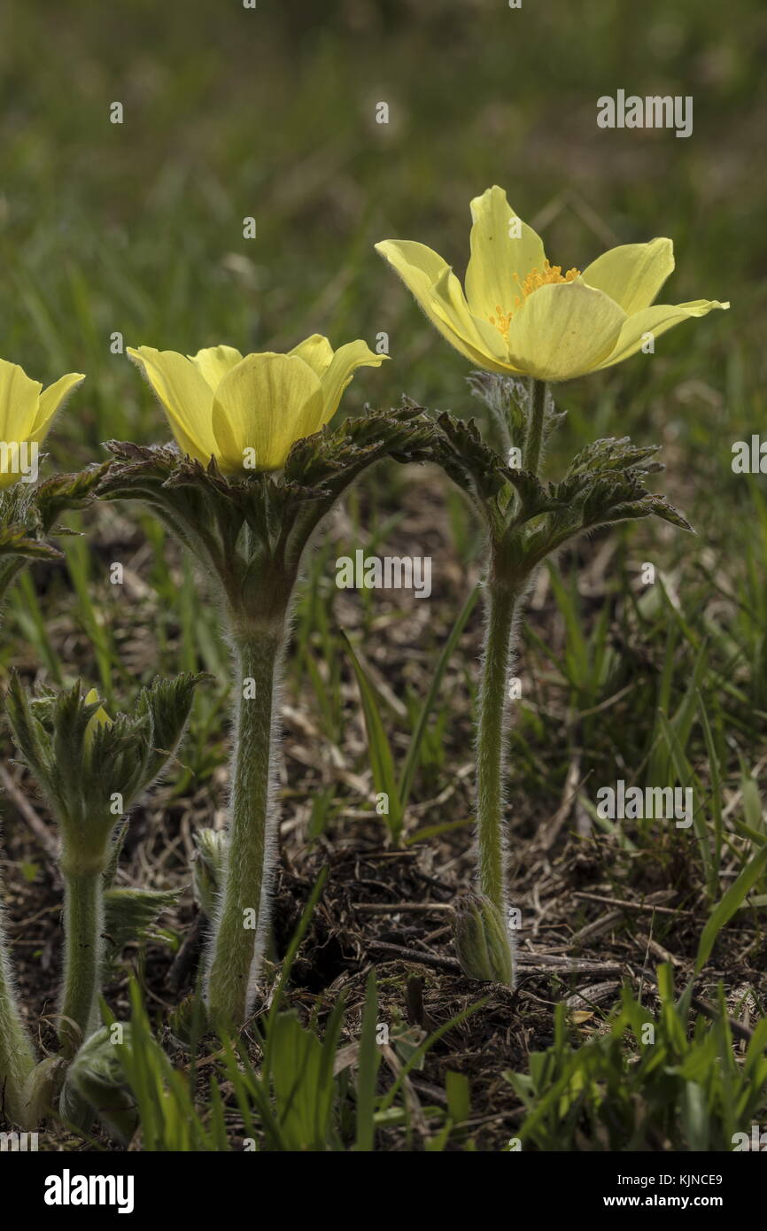 Pasqueflower alpin jaune, Pulsatilla alpina ssp apiifolia, en fleur dans les Alpes suisses. Banque D'Images