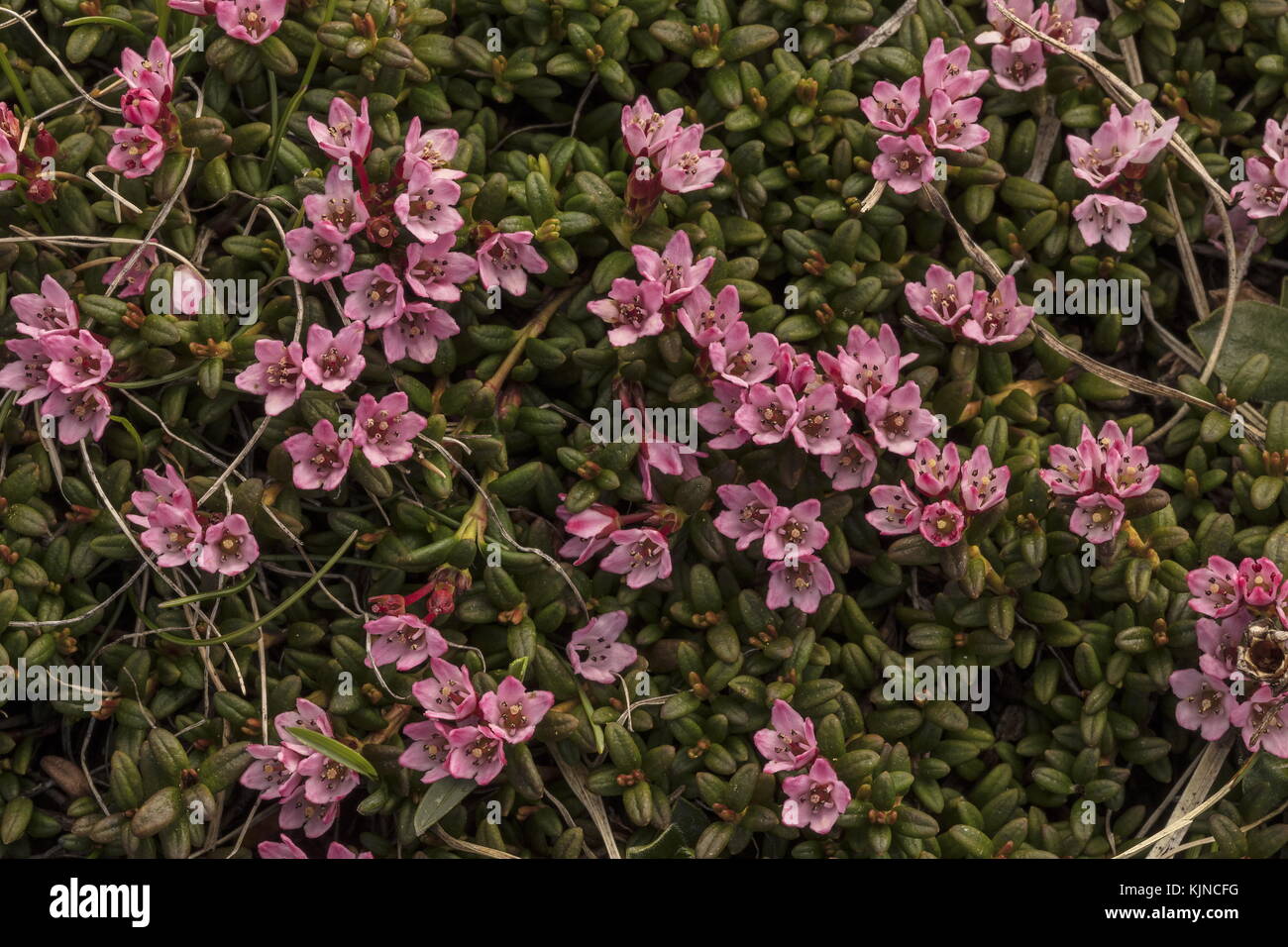 Azalée, Loiseleuria procumbens, en fleurs dans les Alpes suisses. Banque D'Images