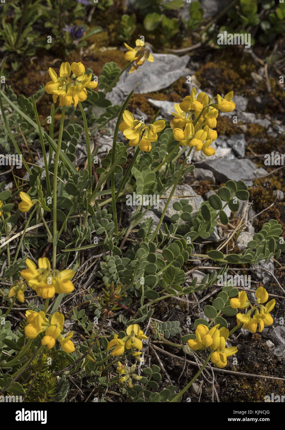 Petite vesce de scorpion, Coronilla vaginalis, en fleur dans les Alpes suisses. Banque D'Images