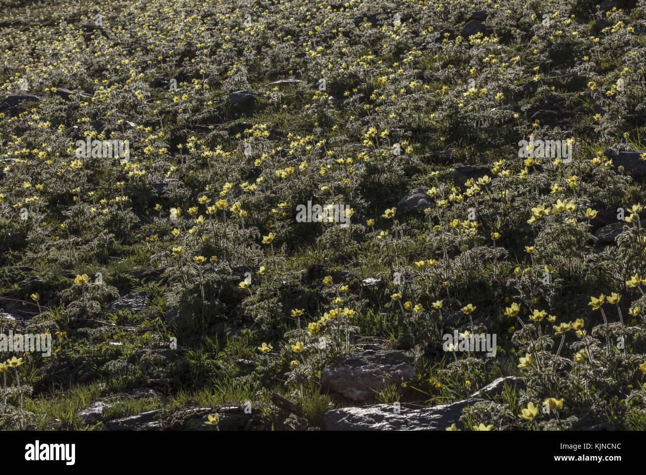 Colline couverte de Pasqueflowers alpins jaunes, Pulsatilla alpina ssp apiifolia, en fleur dans les Alpes suisses. Banque D'Images