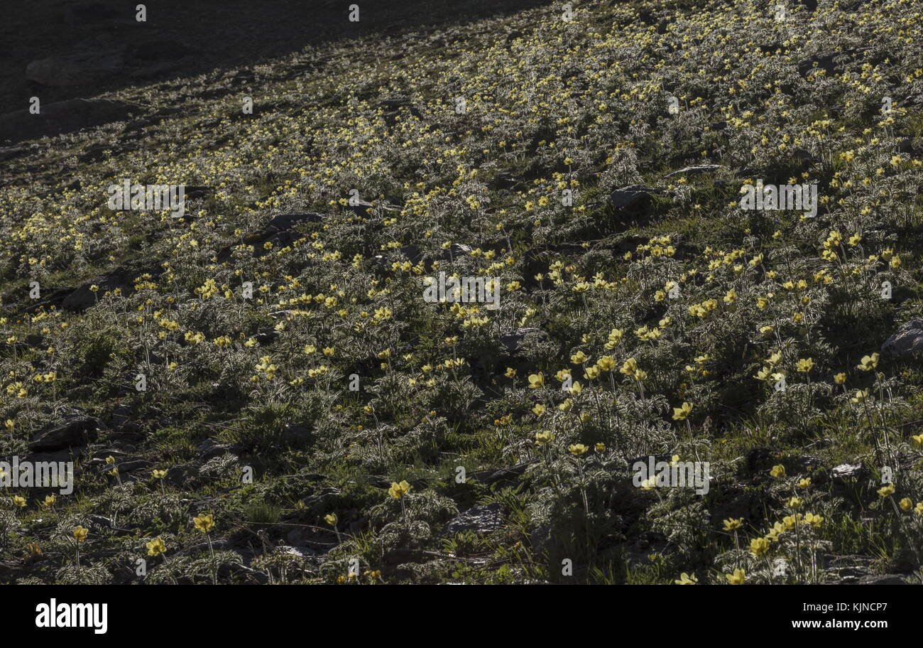 Colline couverte de Pasqueflowers alpins jaunes, Pulsatilla alpina ssp apiifolia, en fleur dans les Alpes suisses. Banque D'Images