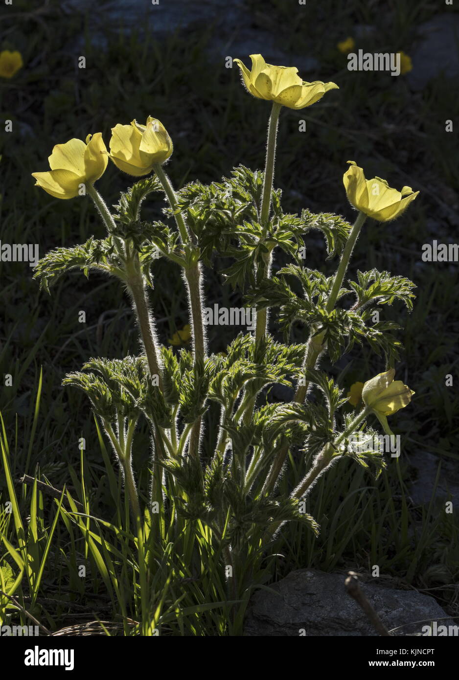 Pasqueflower alpin jaune, Pulsatilla alpina ssp apiifolia, en fleur dans les Alpes suisses. Banque D'Images