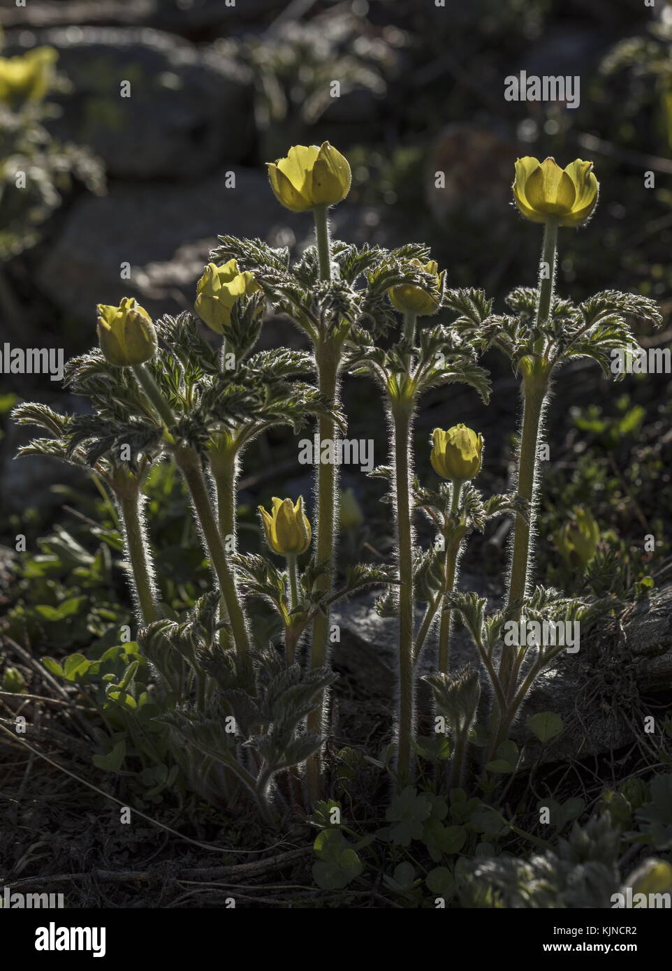 Pasqueflower alpin jaune, Pulsatilla alpina ssp apiifolia, en fleur dans les Alpes suisses. Banque D'Images