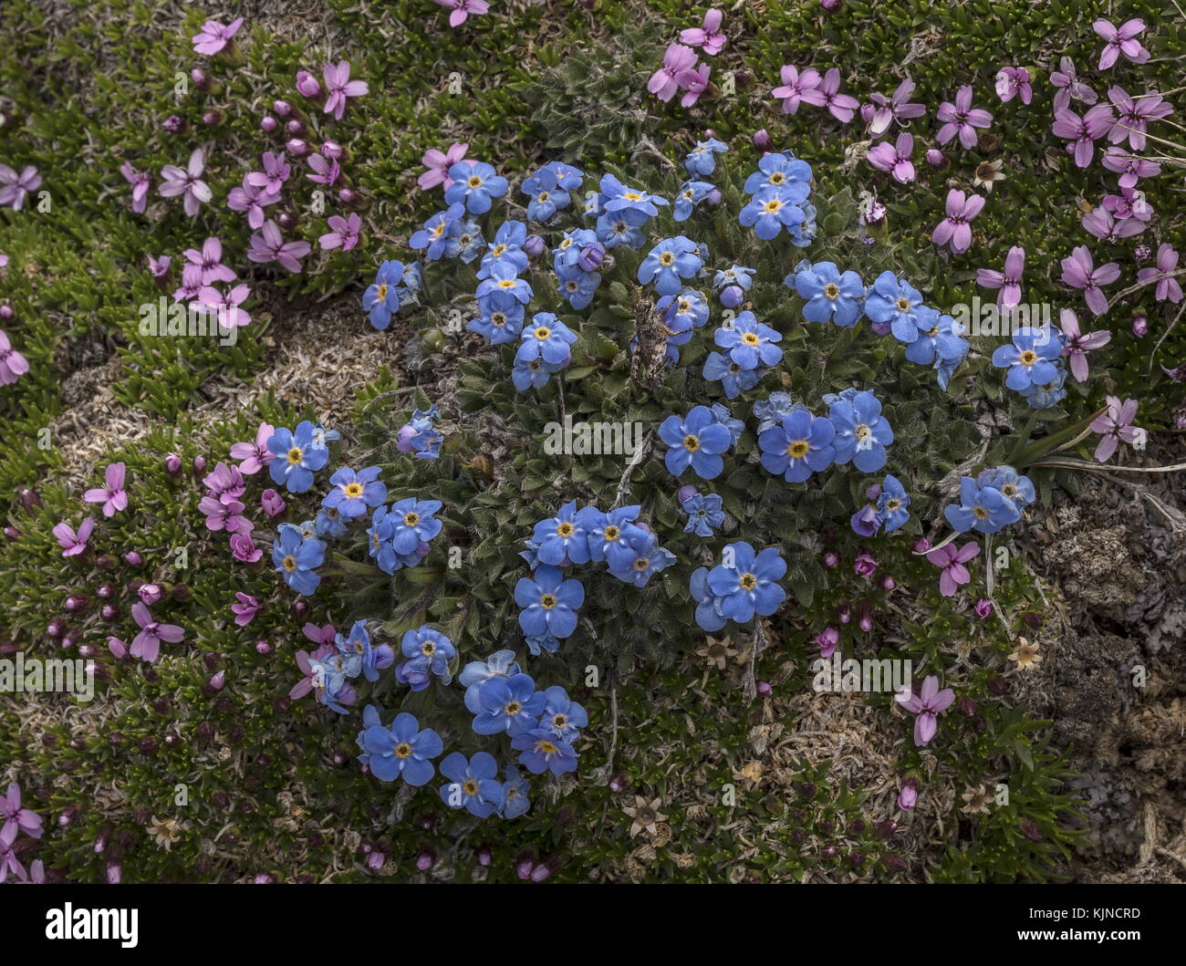 Roi des Alpes, Eritrichium nanum, avec mousse Campion en fleur à haute altitude dans les Alpes suisses. Banque D'Images