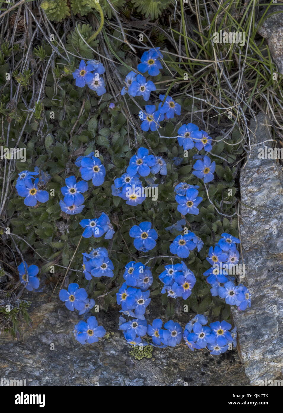 Le roi des Alpes, eritrichium nanum, en fleurs à haute altitude dans les Alpes suisses. Banque D'Images