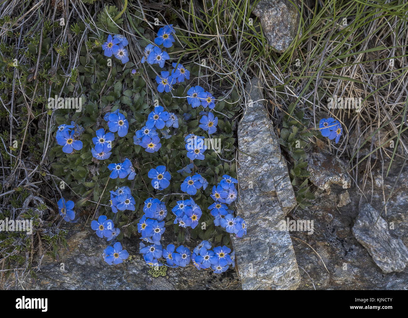 Le roi des Alpes, eritrichium nanum, en fleurs à haute altitude dans les Alpes suisses. Banque D'Images