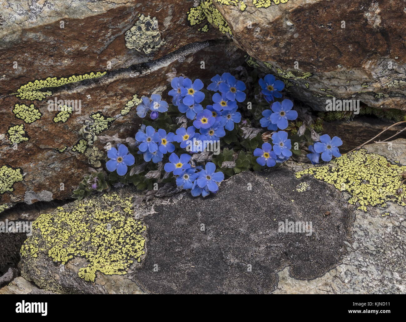 Le roi des Alpes, eritrichium nanum, sur des roches couvertes de lichen en fleurs à haute altitude dans les Alpes suisses. Banque D'Images