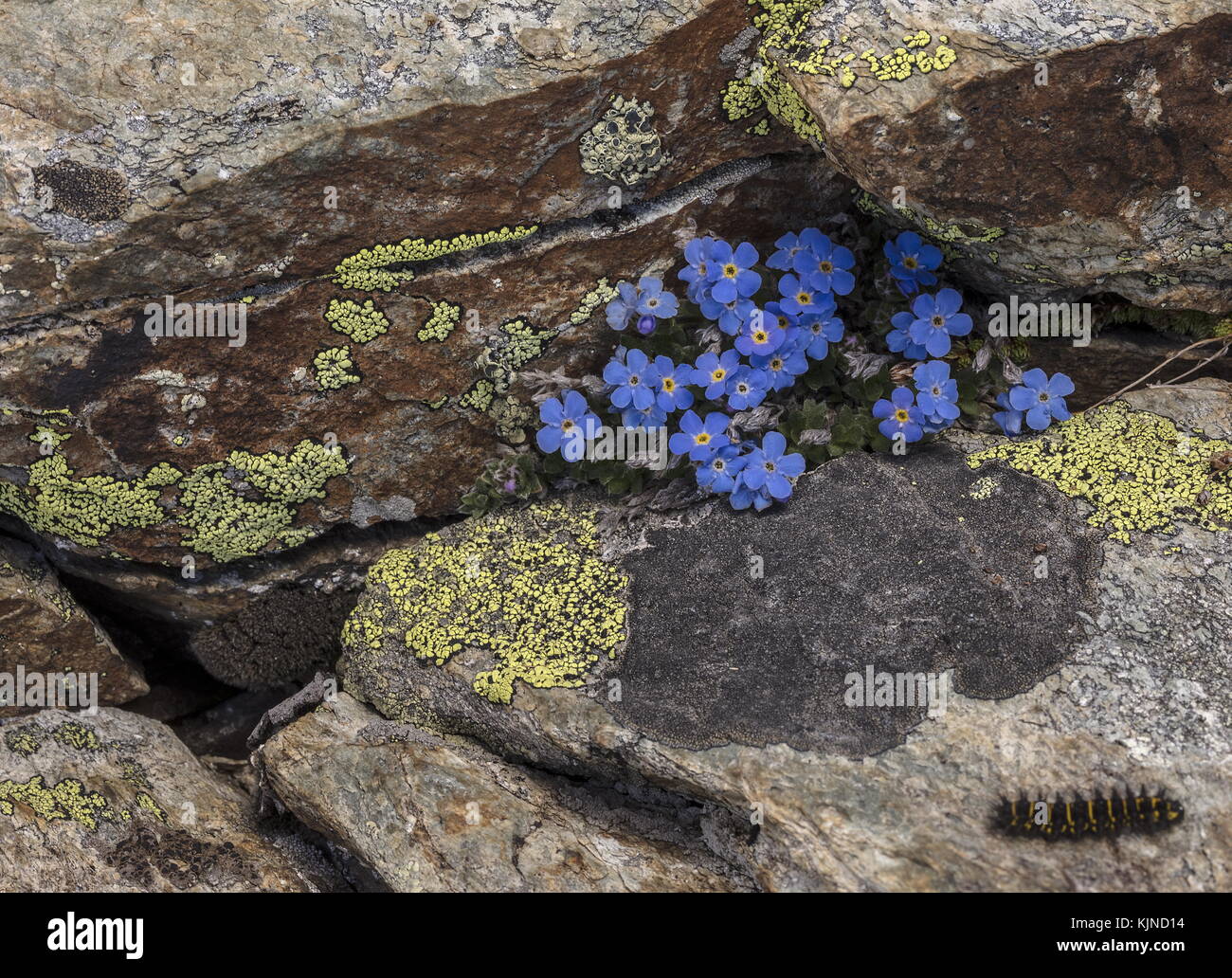 Le roi des Alpes, eritrichium nanum, en fleurs à haute altitude dans les Alpes suisses. Banque D'Images