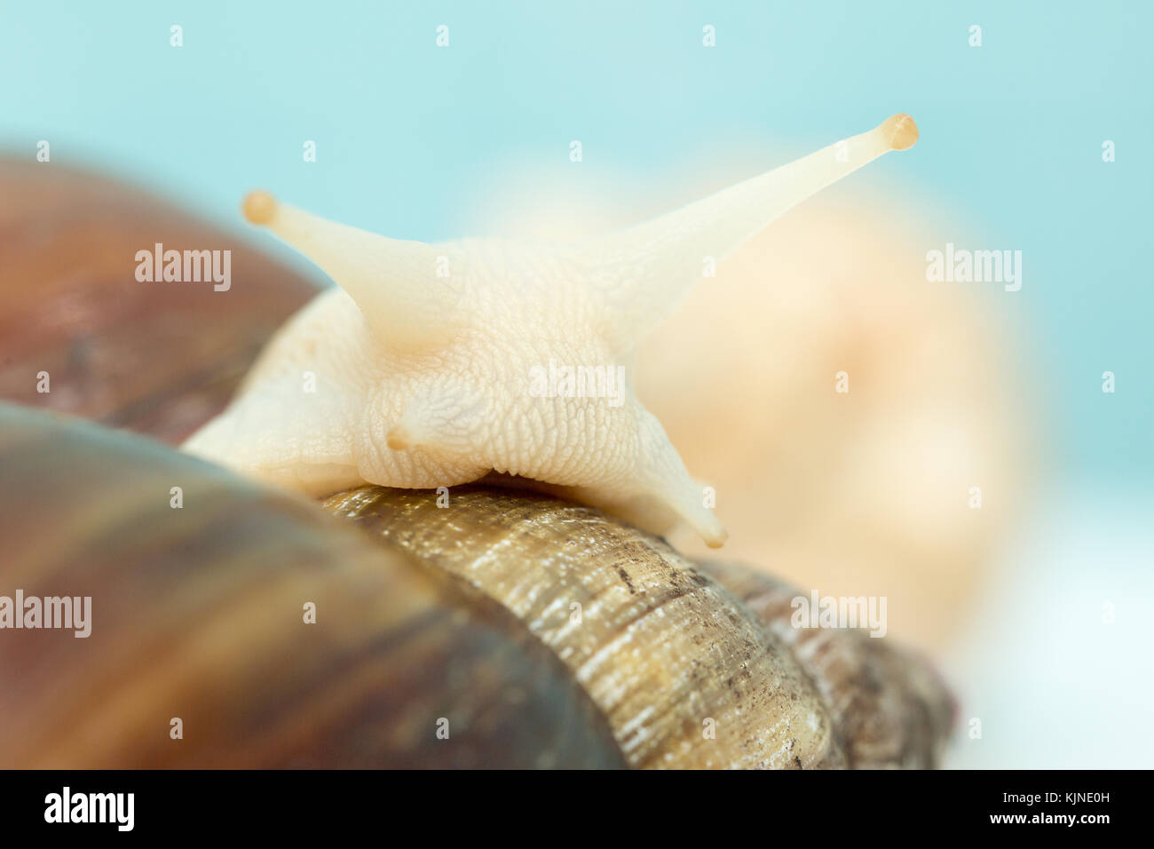 Escargot géant Achatina est le plus grand mollusque terrestre sur la terre Banque D'Images