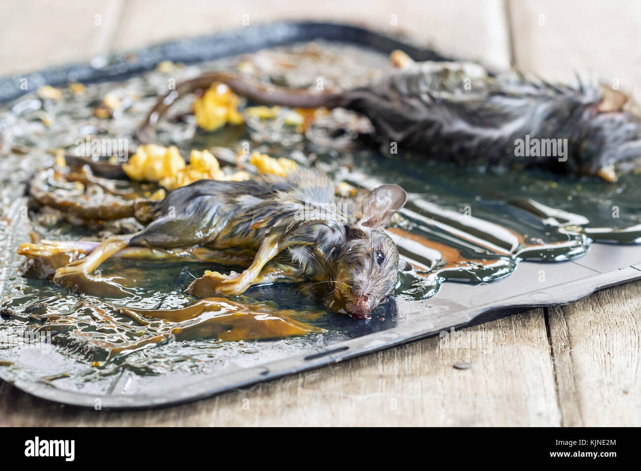 Stick de la souris et mourir sur le piégeage sur plateau noir avec du maïs soufflé. Banque D'Images