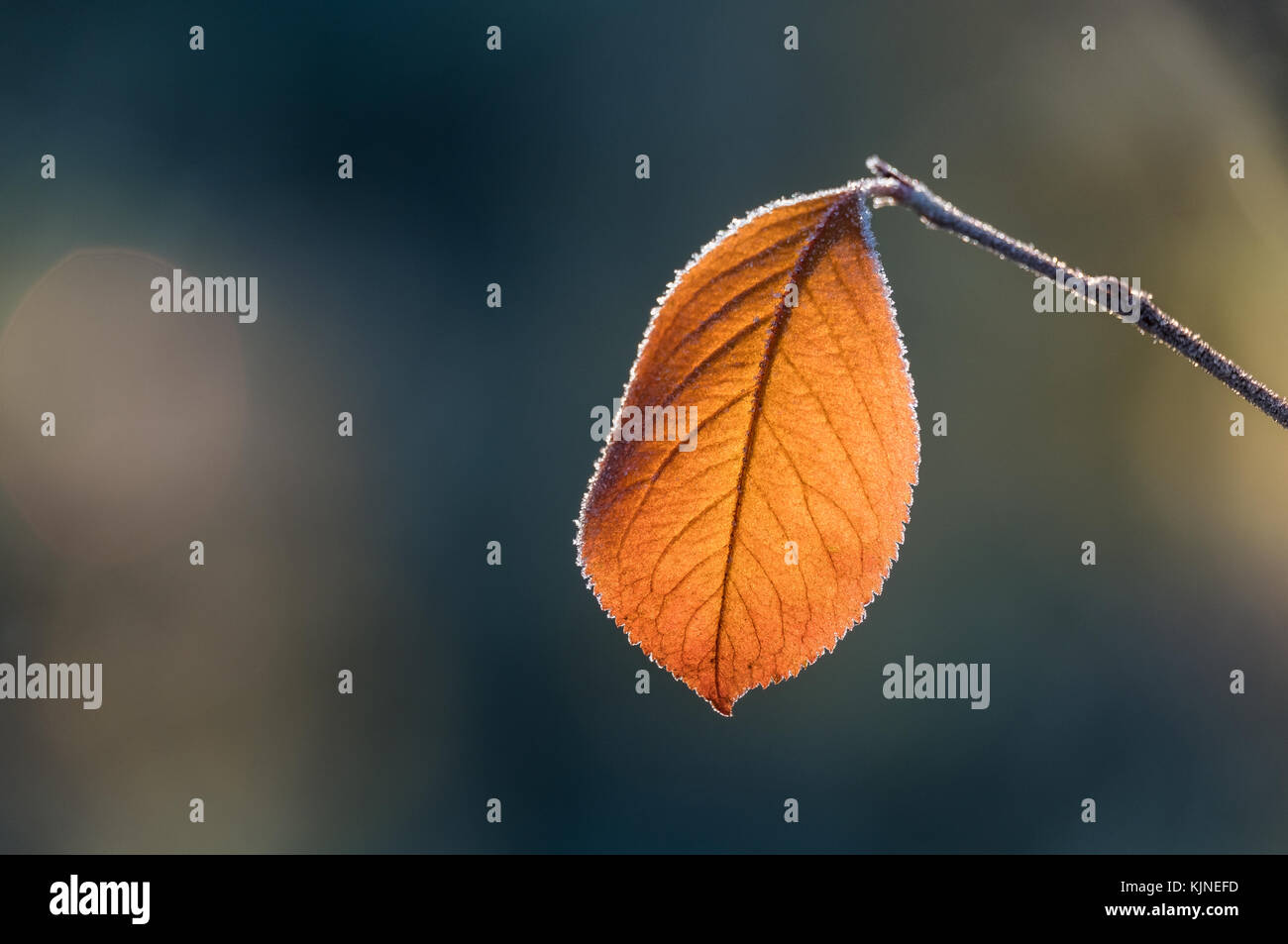 Close-up de frosty leaf aux couleurs de l'automne et belle lumière Banque D'Images