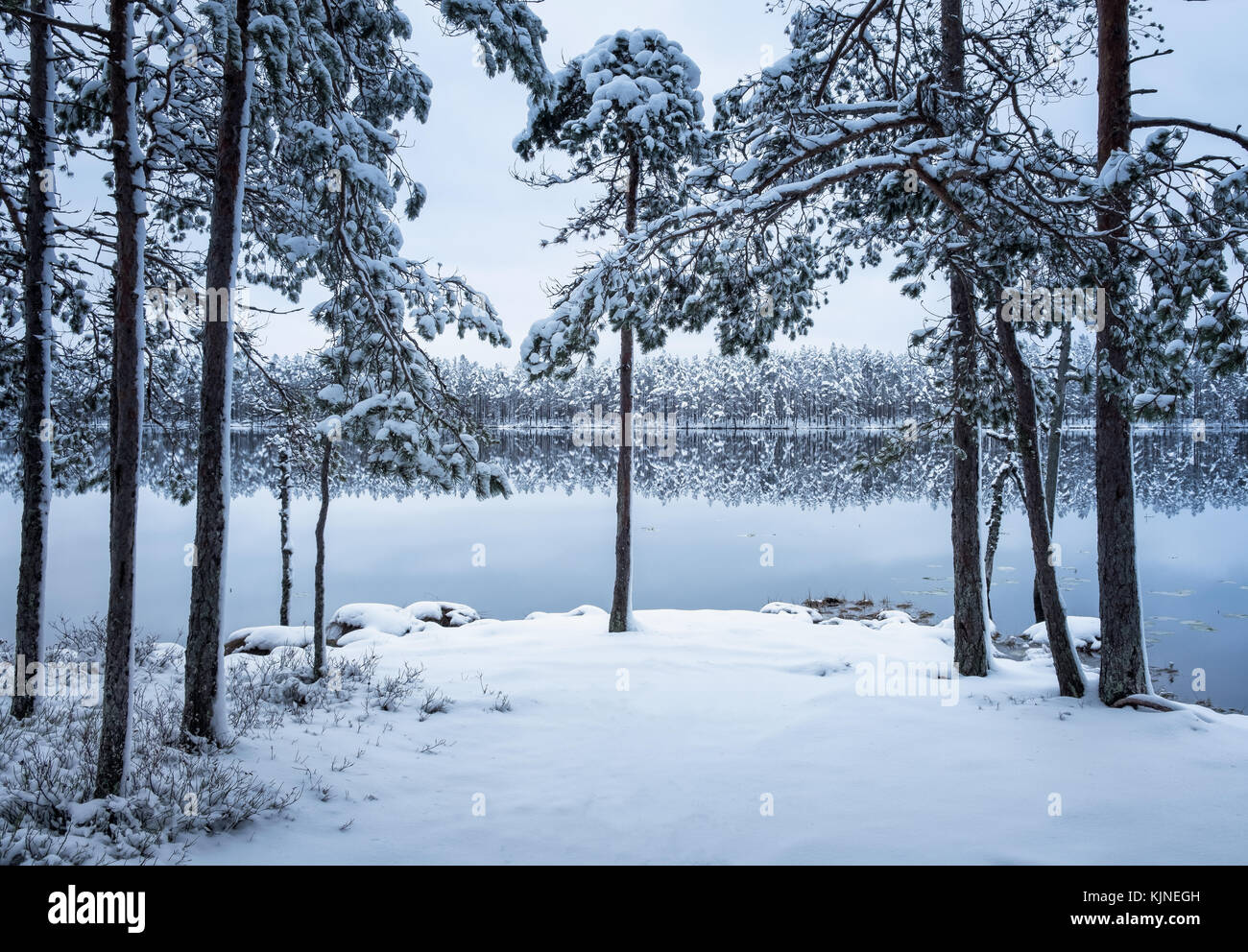 Paysage panoramique avec forêt et lac à soirée d'hiver en Finlande Banque D'Images