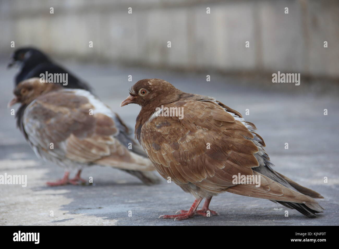 Pigeons Banque D'Images