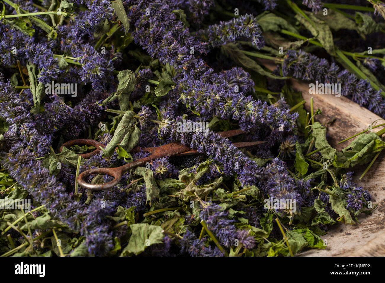 Anise hyssop (Agastache foeniculum). Déjà séché pour faire thé relaxant. Banque D'Images