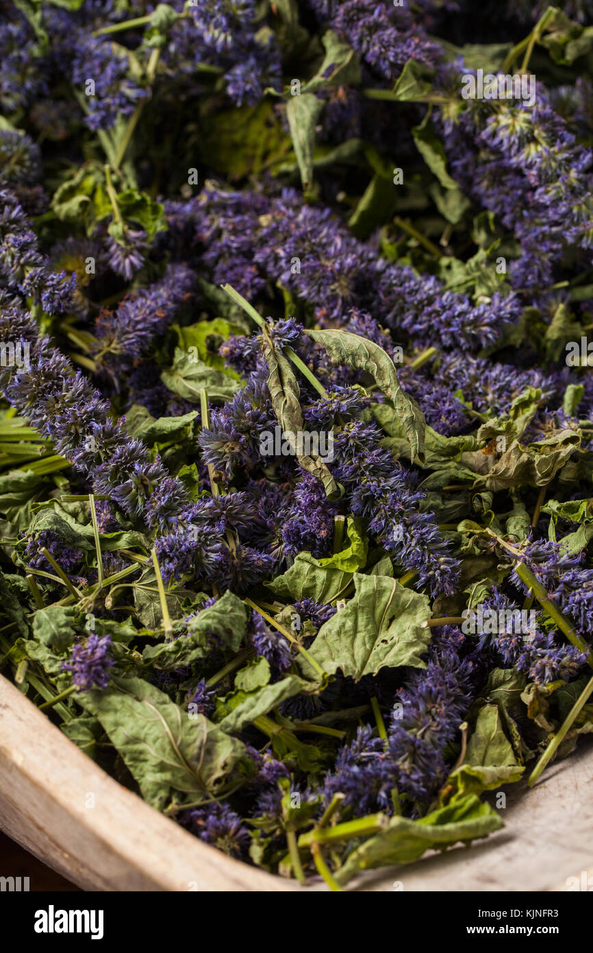 Anise hyssop (Agastache foeniculum). Déjà séché pour faire thé relaxant. Banque D'Images
