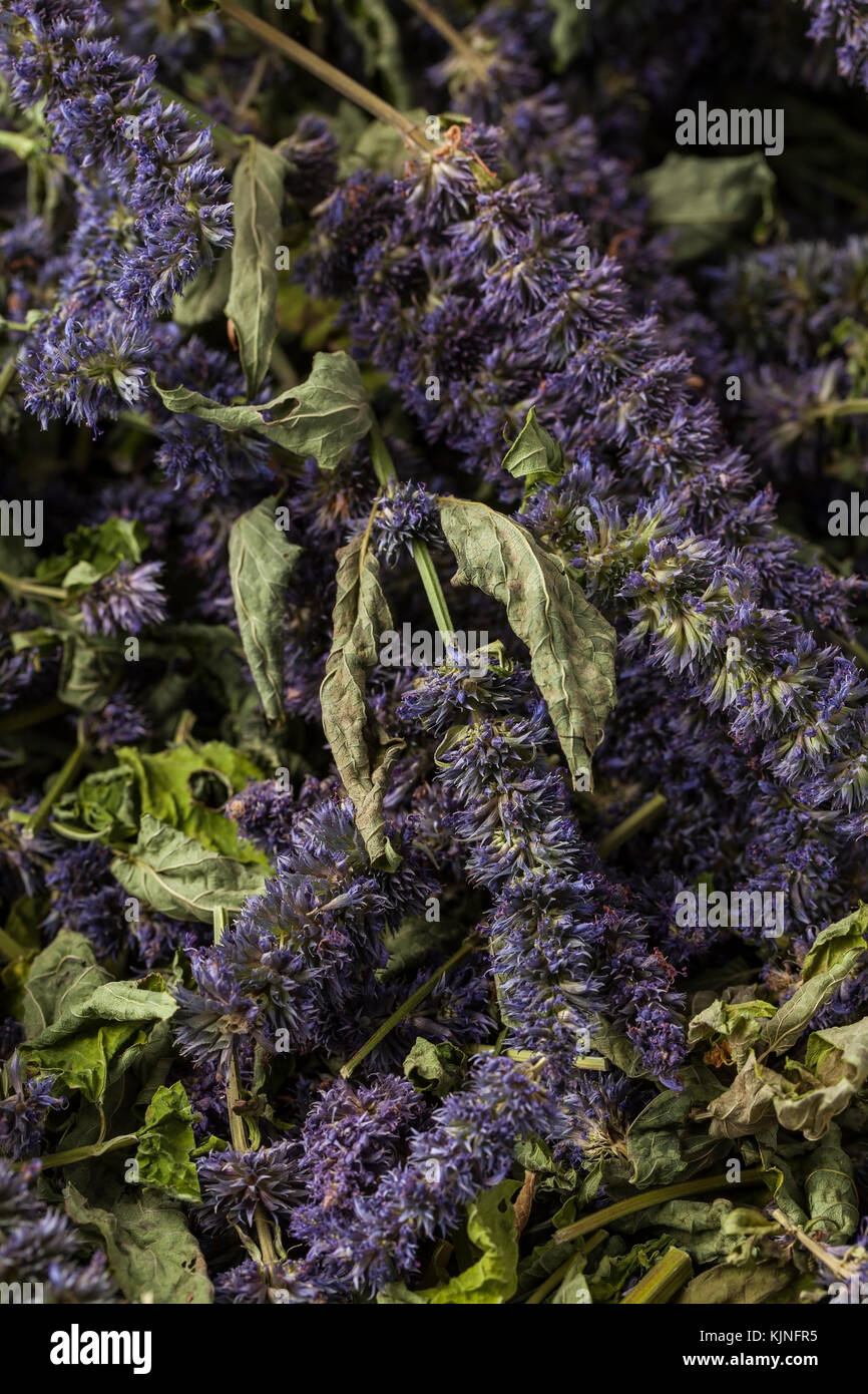 Anise hyssop (Agastache foeniculum). Déjà séché pour faire thé relaxant. Banque D'Images