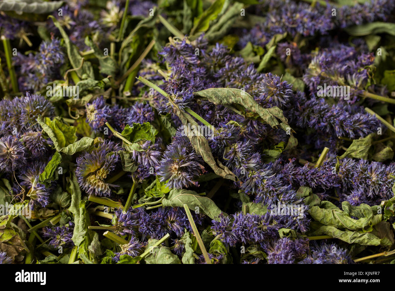 Anise hyssop (Agastache foeniculum). Déjà séché pour faire thé relaxant. Banque D'Images