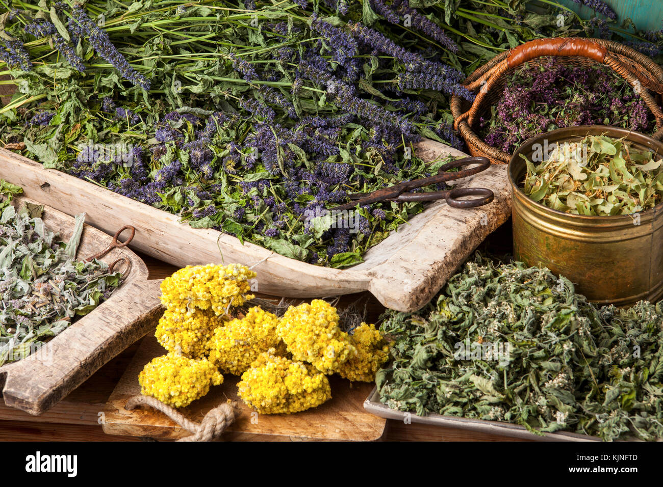 Diverses herbes médicinales séchées : menthe, fleurs de tilleul, d'anis hysope, helichrysum arenarium. Banque D'Images